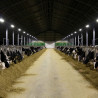 Livestock housing with ATEX LED Floodlight 20W